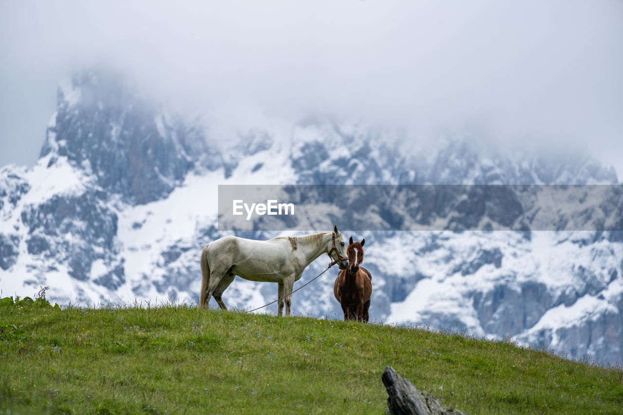 View of a horse on field