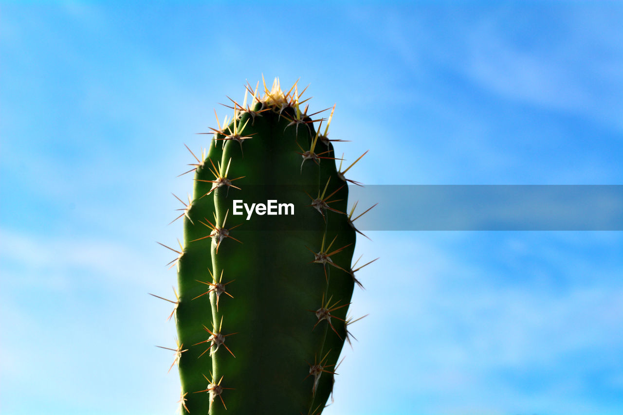 Animals In The Wild Beauty In Nature Blue Cactus Close-up Cloud - Sky Day Focus On Foreground Green Color Growth Low Angle View Nature No People Outdoors Plant Sharp Sky Spiked Spiky Succulent Plant Thorn