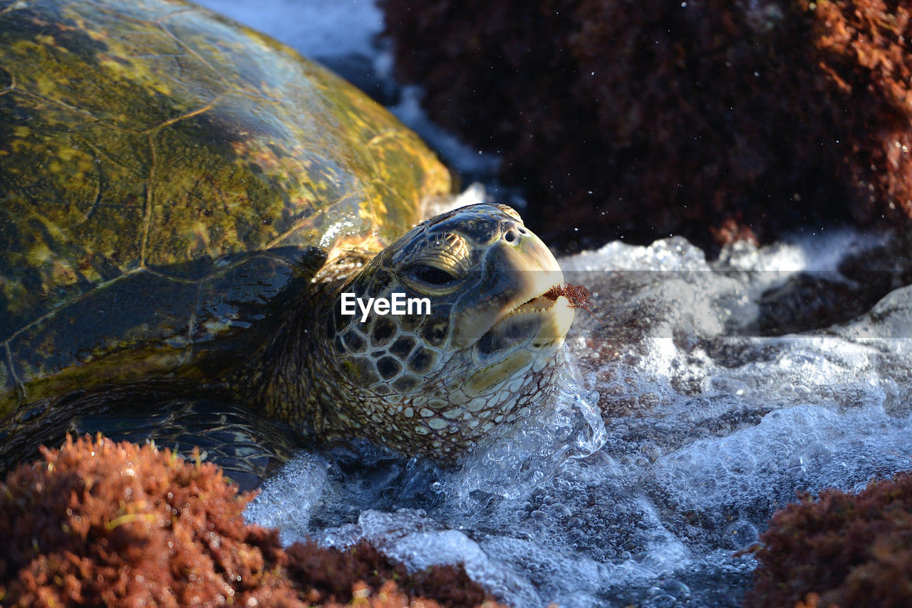 close-up of turtle on rock