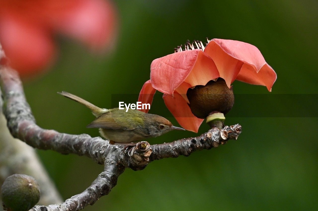 flower, plant, nature, macro photography, bud, tree, animal themes, close-up, animal, animal wildlife, branch, leaf, bird, beauty in nature, no people, focus on foreground, blossom, outdoors, wildlife, plant stem, one animal, flowering plant, green, red, day