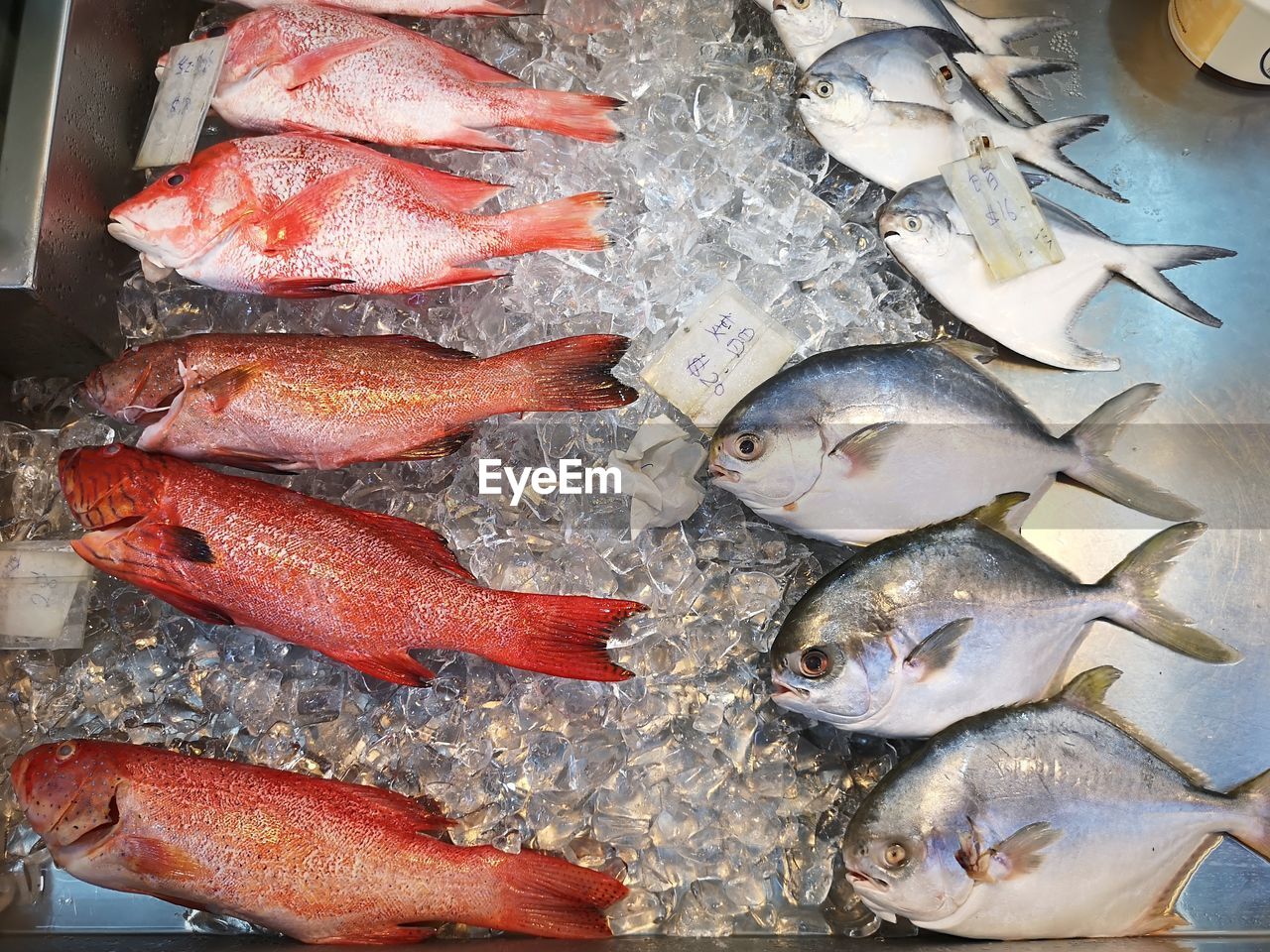 High angle view of fish for sale in market