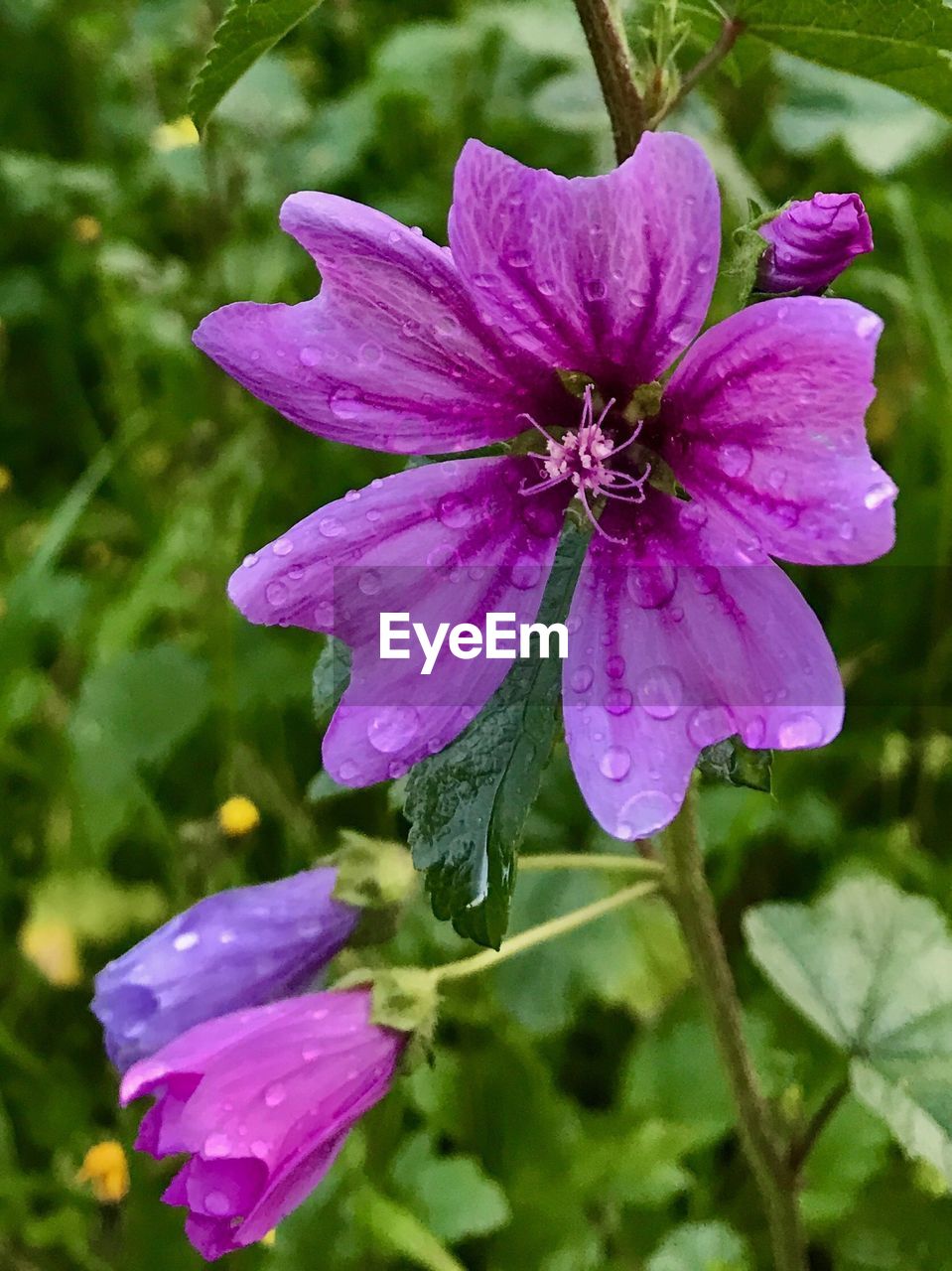 CLOSE-UP OF WATER DROPS ON PINK FLOWER BLOOMING OUTDOORS