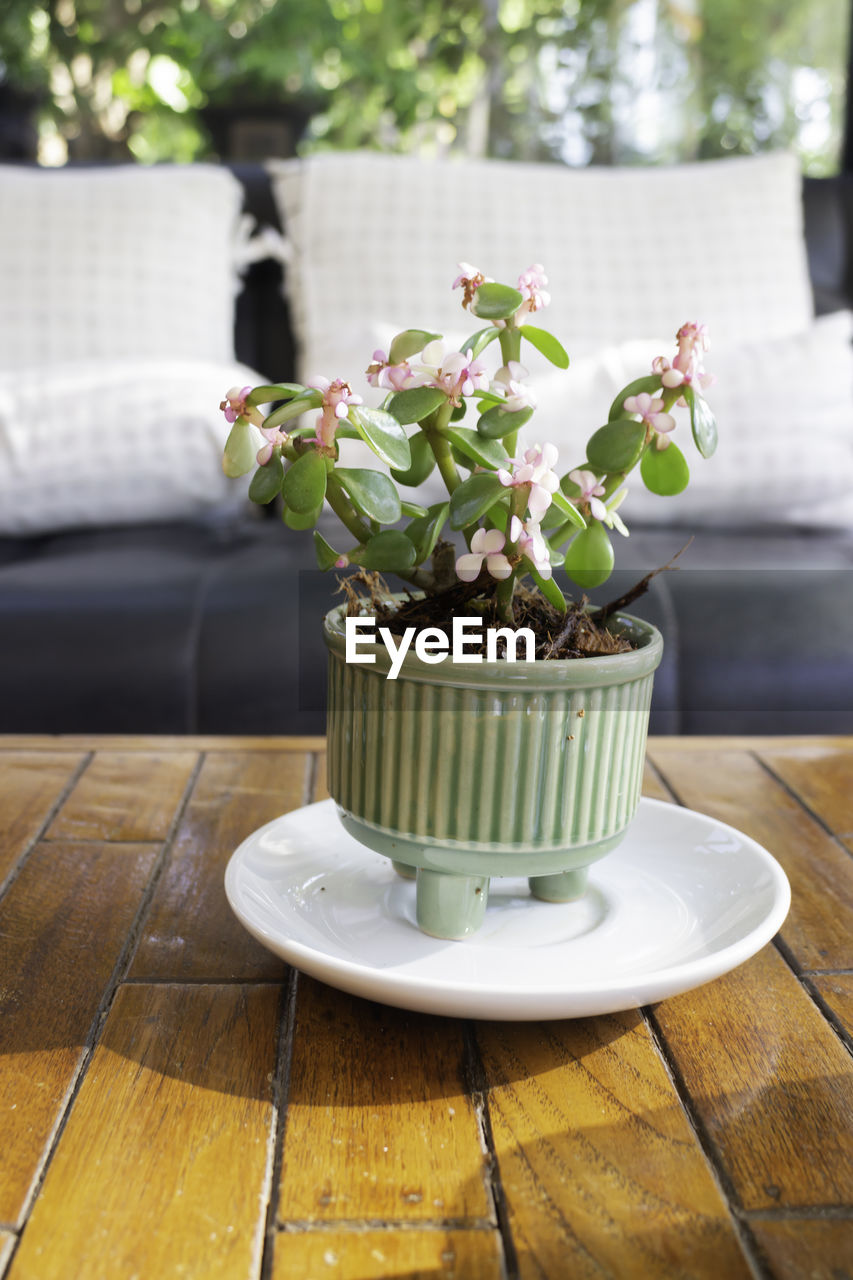 POTTED PLANT ON TABLE