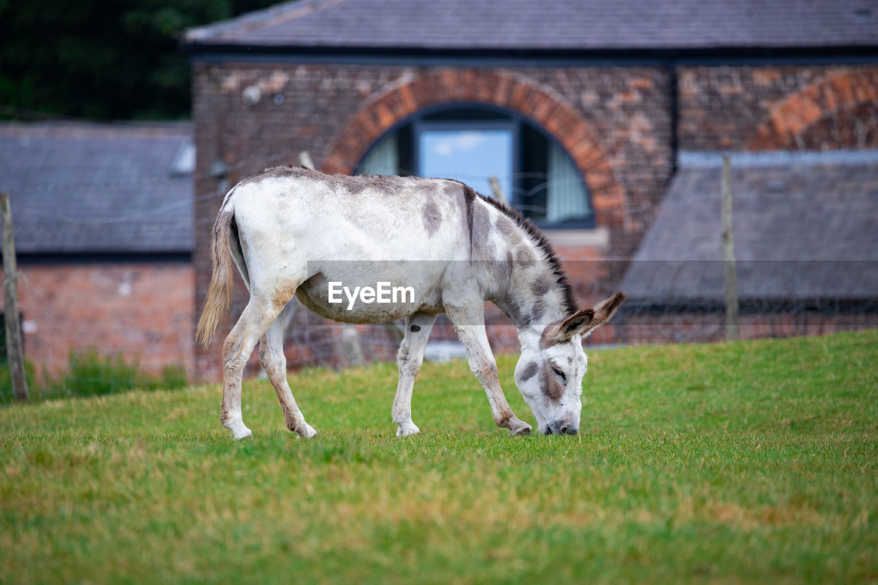 Horse grazing in a field