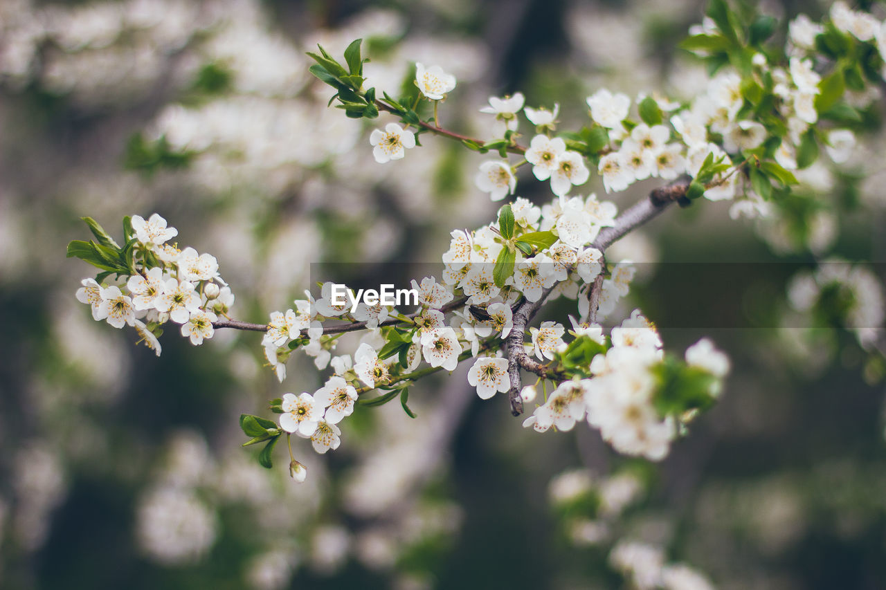 CLOSE-UP OF WHITE CHERRY BLOSSOMS