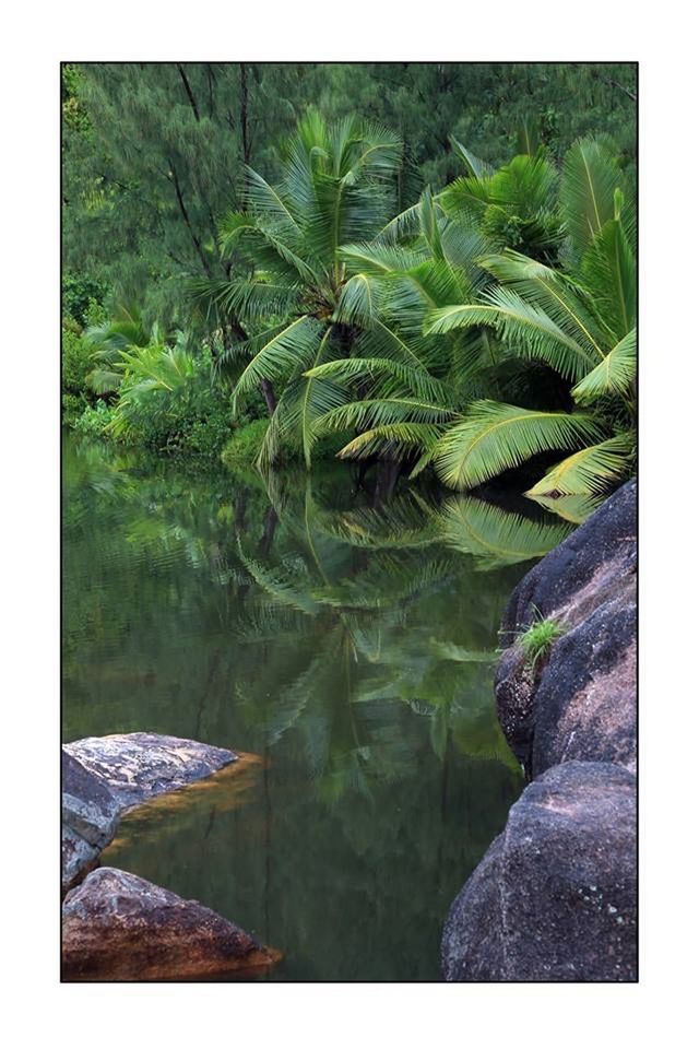 SCENIC VIEW OF TREES