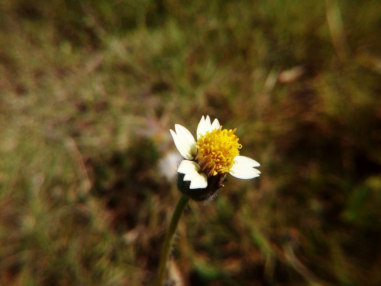 CLOSE-UP OF INSECT ON PLANT