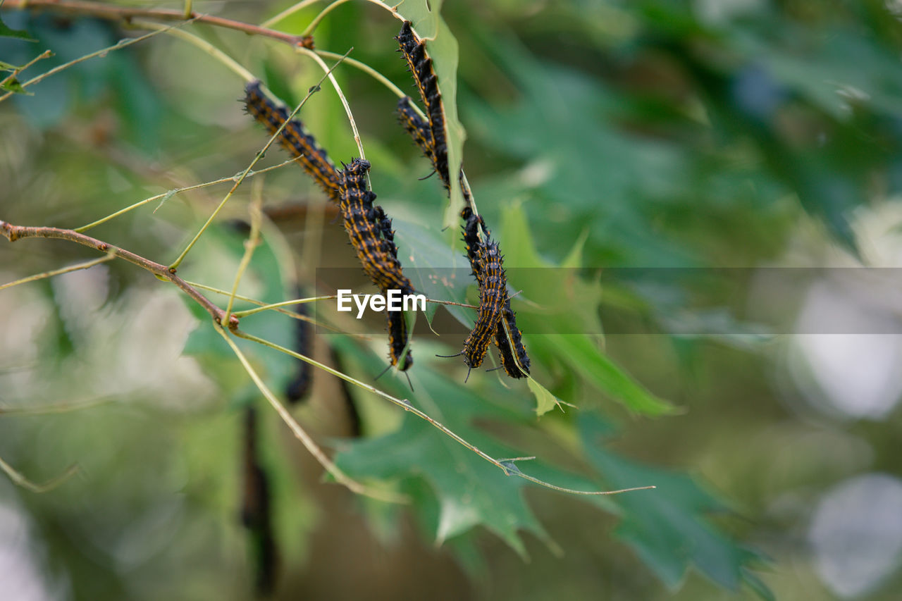 Close-up of caterpillars 