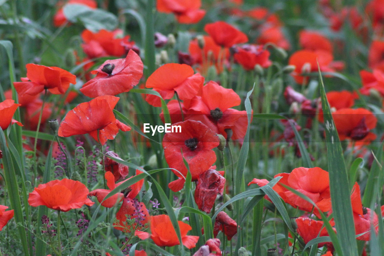 Close-up of red poppy flowers on field