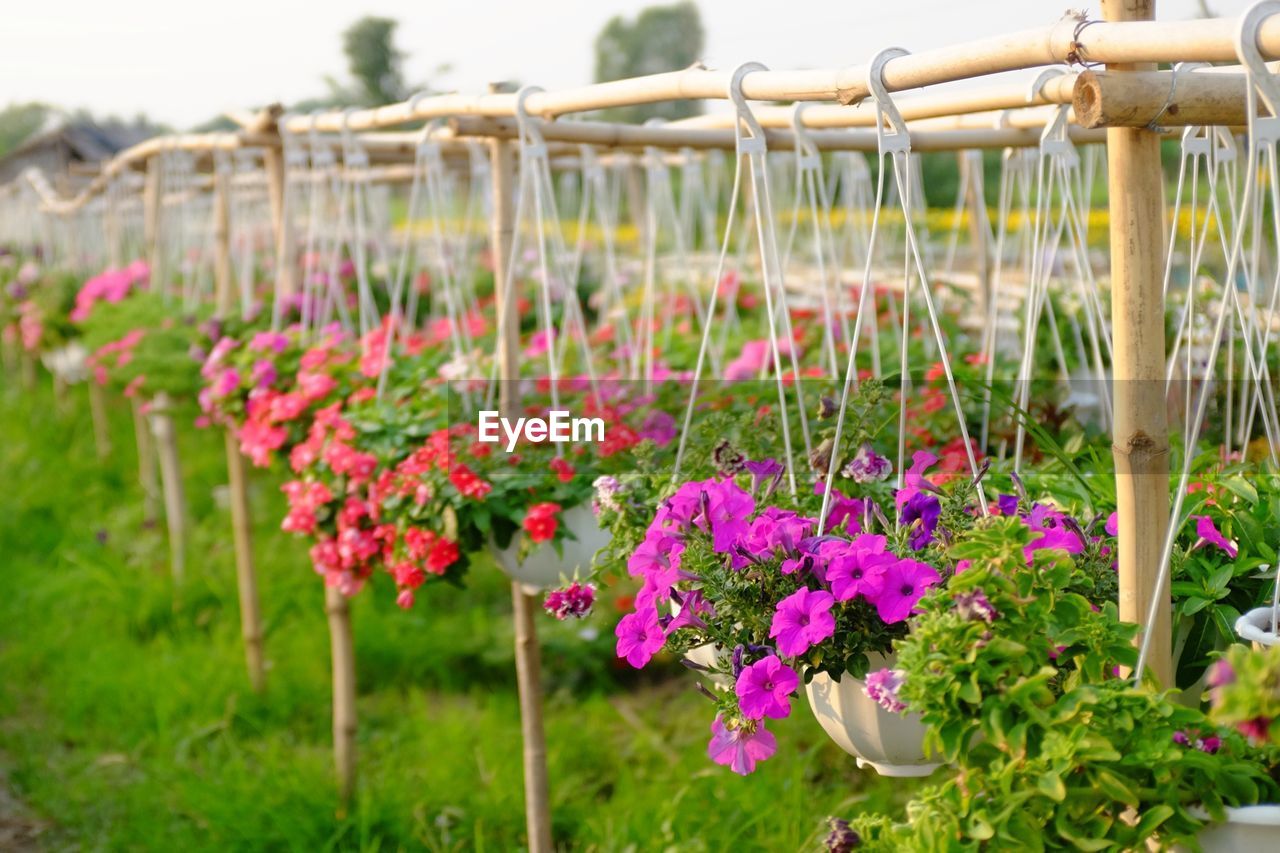 Close-up of purple flowers blooming in garden