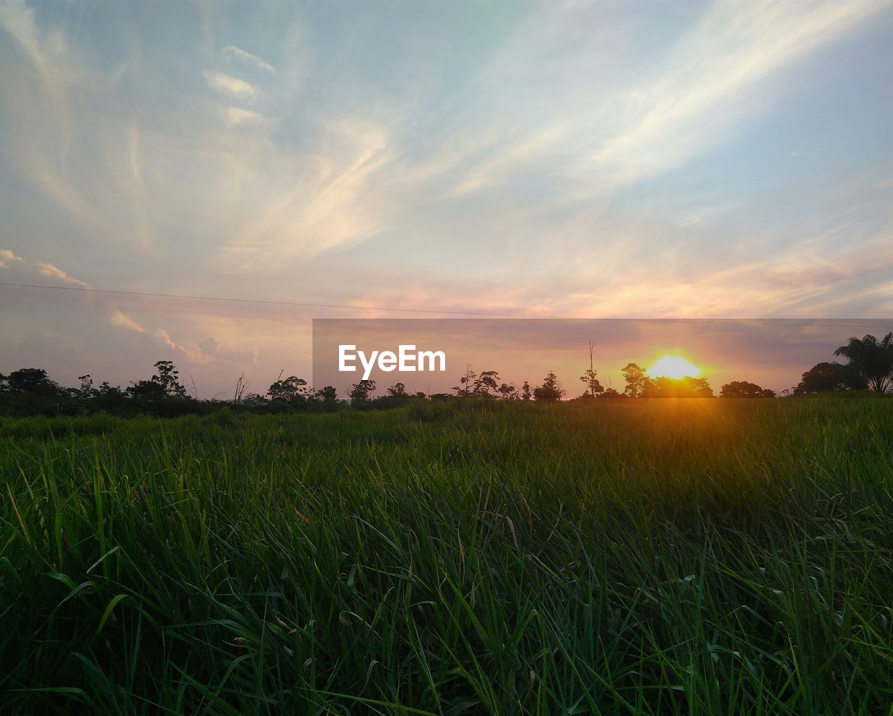 SCENIC VIEW OF FIELD DURING SUNSET