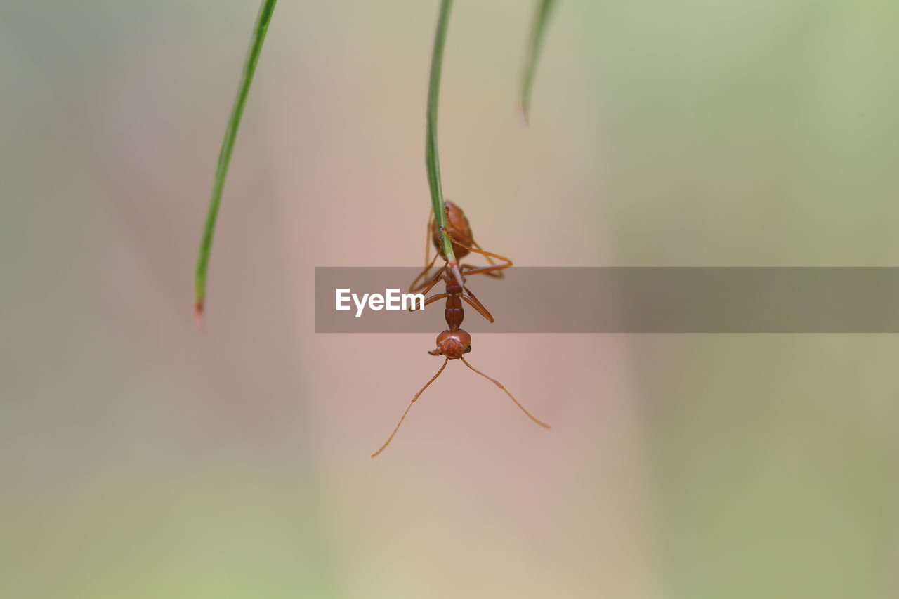 CLOSE-UP OF GRASSHOPPER