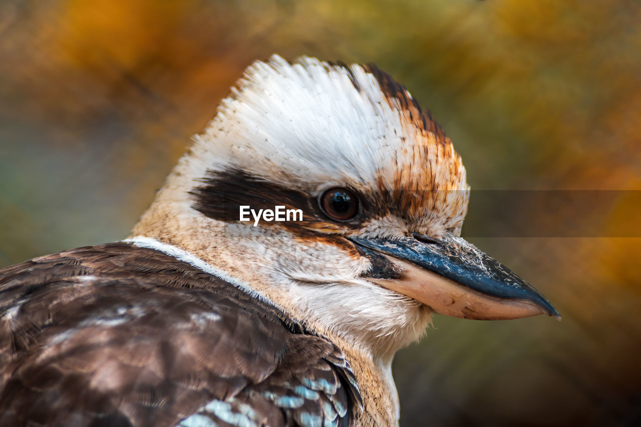 CLOSE-UP SIDE VIEW OF A BIRD