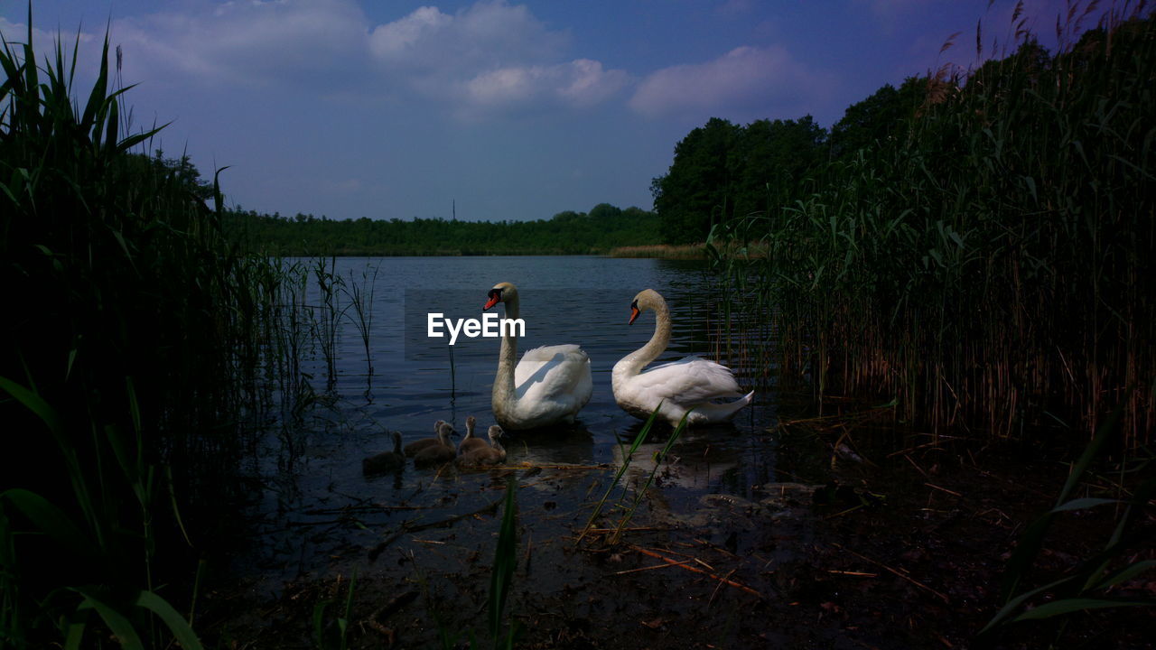 Swan in lake against sky