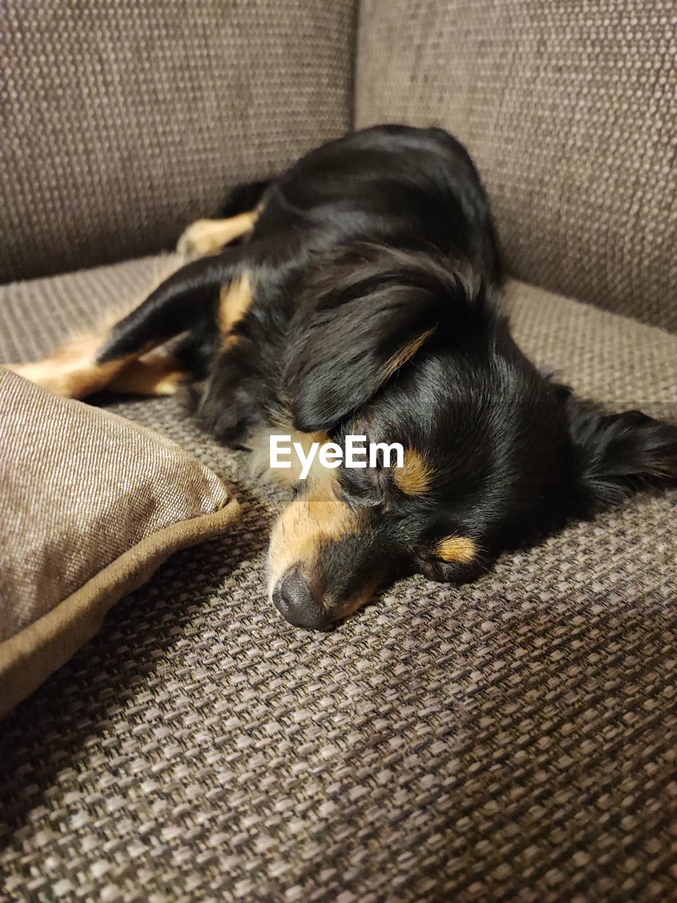 one animal, animal themes, mammal, animal, domestic animals, pet, dog, canine, relaxation, sofa, furniture, indoors, resting, lying down, puppy, sleeping, no people, high angle view, home interior, comfortable, lap dog, carnivore, eyes closed, black, close-up