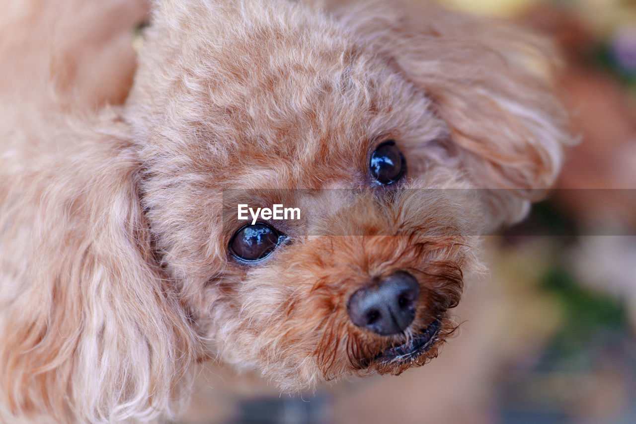 dog, canine, animal themes, mammal, one animal, domestic animals, pet, animal, puppy, lap dog, cute, portrait, looking at camera, young animal, carnivore, eye, close-up, brown, animal body part, no people, cockapoo