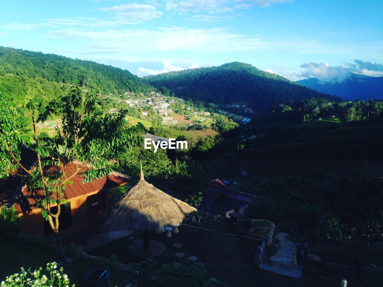 HIGH ANGLE VIEW OF TREES AND PLANTS GROWING ON MOUNTAIN