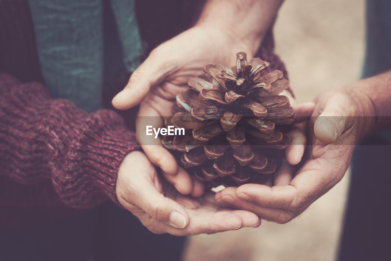 Midsection of hands holding pine cones