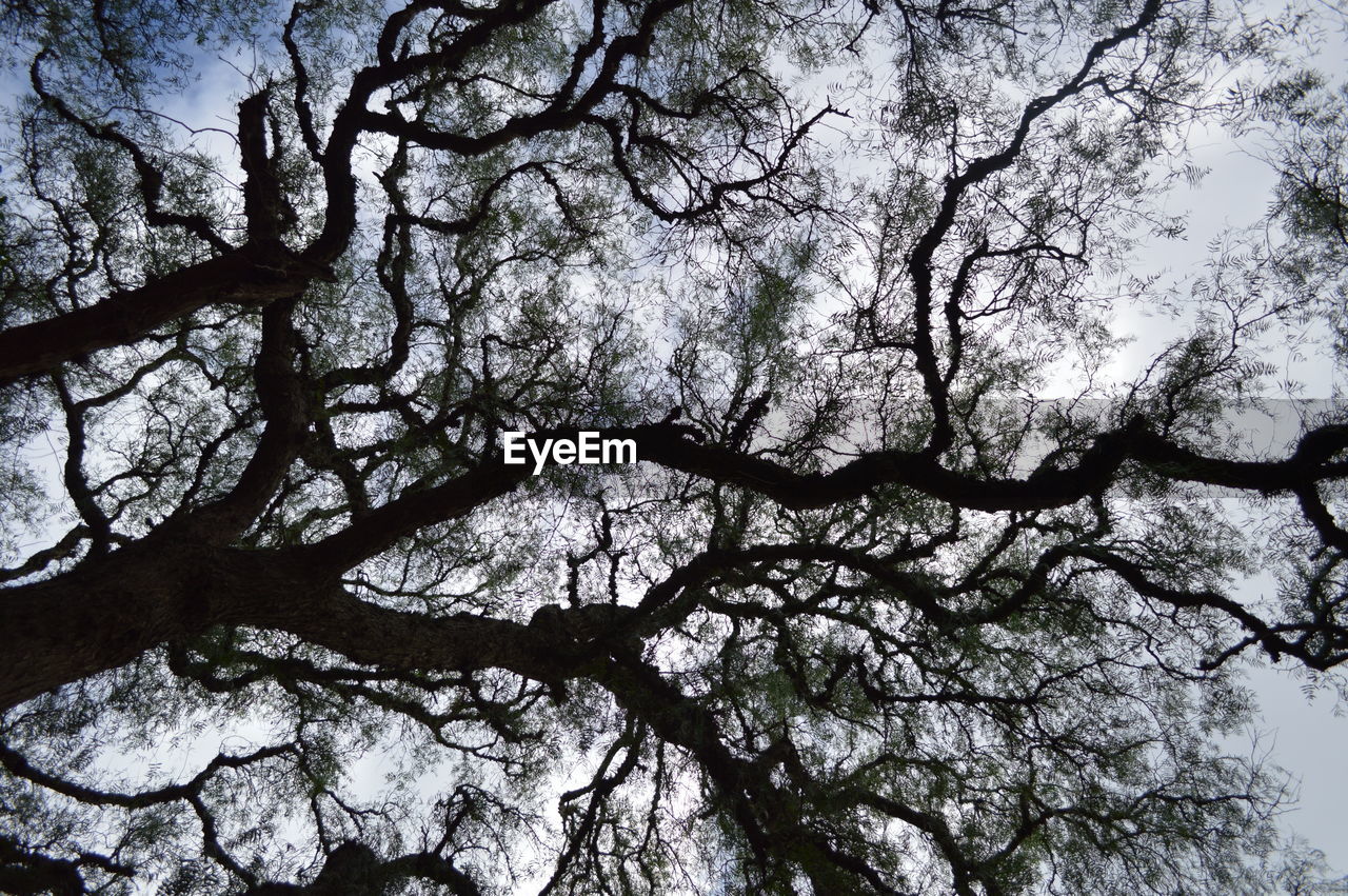 LOW ANGLE VIEW OF BARE TREES AGAINST SKY