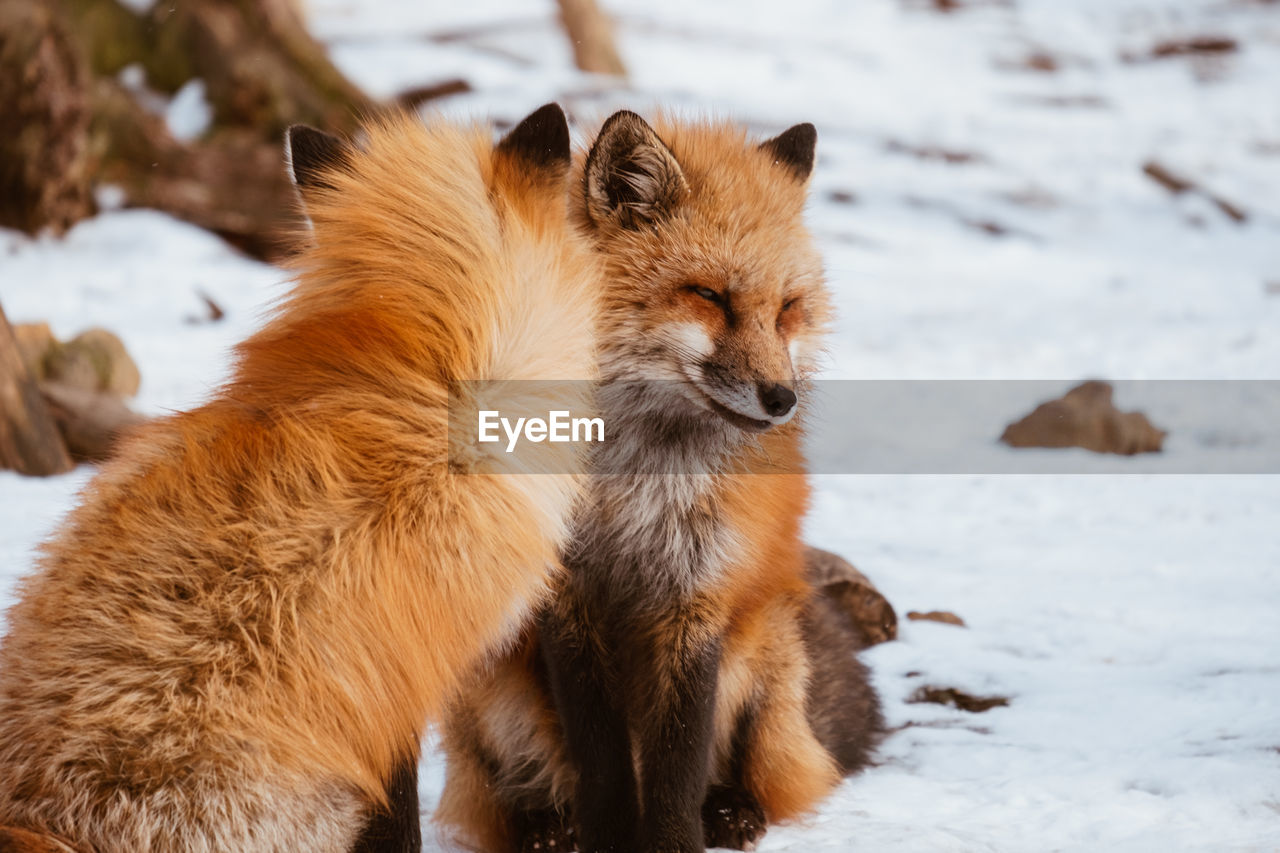 Red foxes sitting on snow covered land