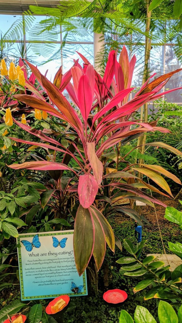 CLOSE-UP OF FLOWER BLOOMING OUTDOORS