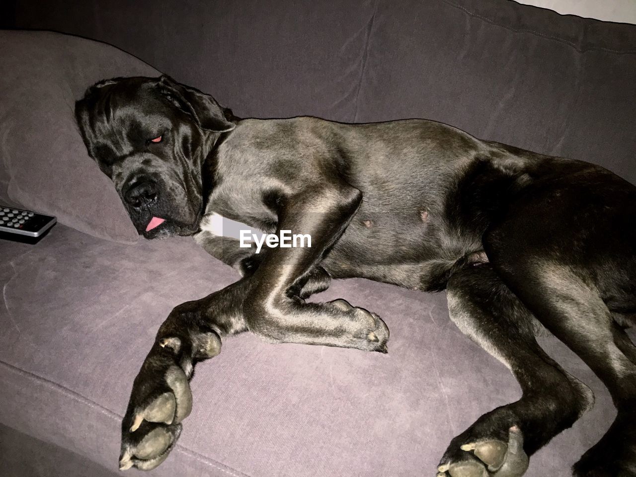 Cane corso relaxing on sofa at home