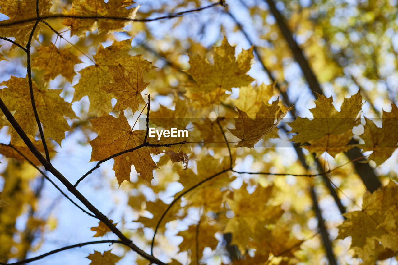 tree, autumn, leaf, plant part, plant, sunlight, nature, beauty in nature, branch, yellow, no people, low angle view, day, outdoors, focus on foreground, maple tree, sky, tranquility, maple leaf, growth, close-up, backgrounds, scenics - nature, environment, forest, land