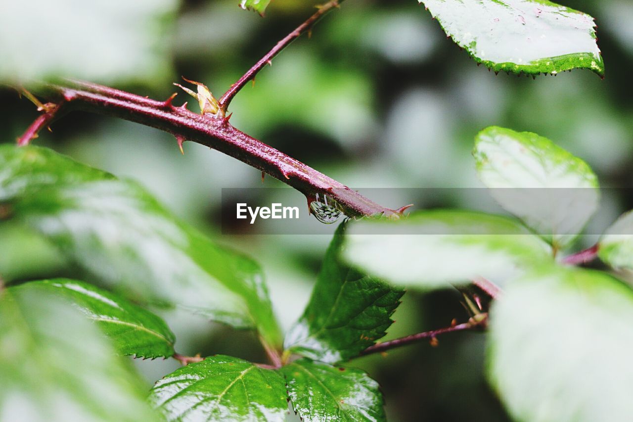 Close-up of green leaves against blurred background