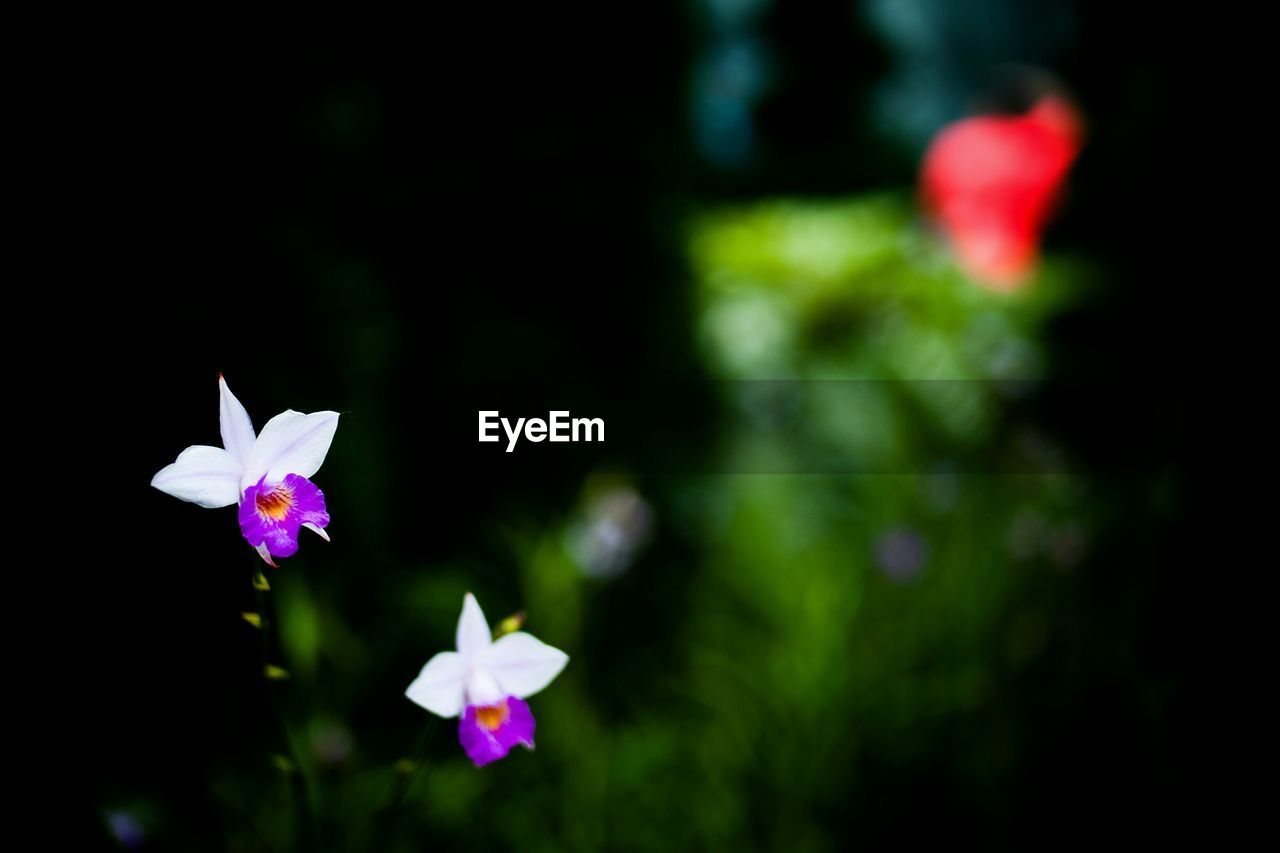 Purple and white flowers