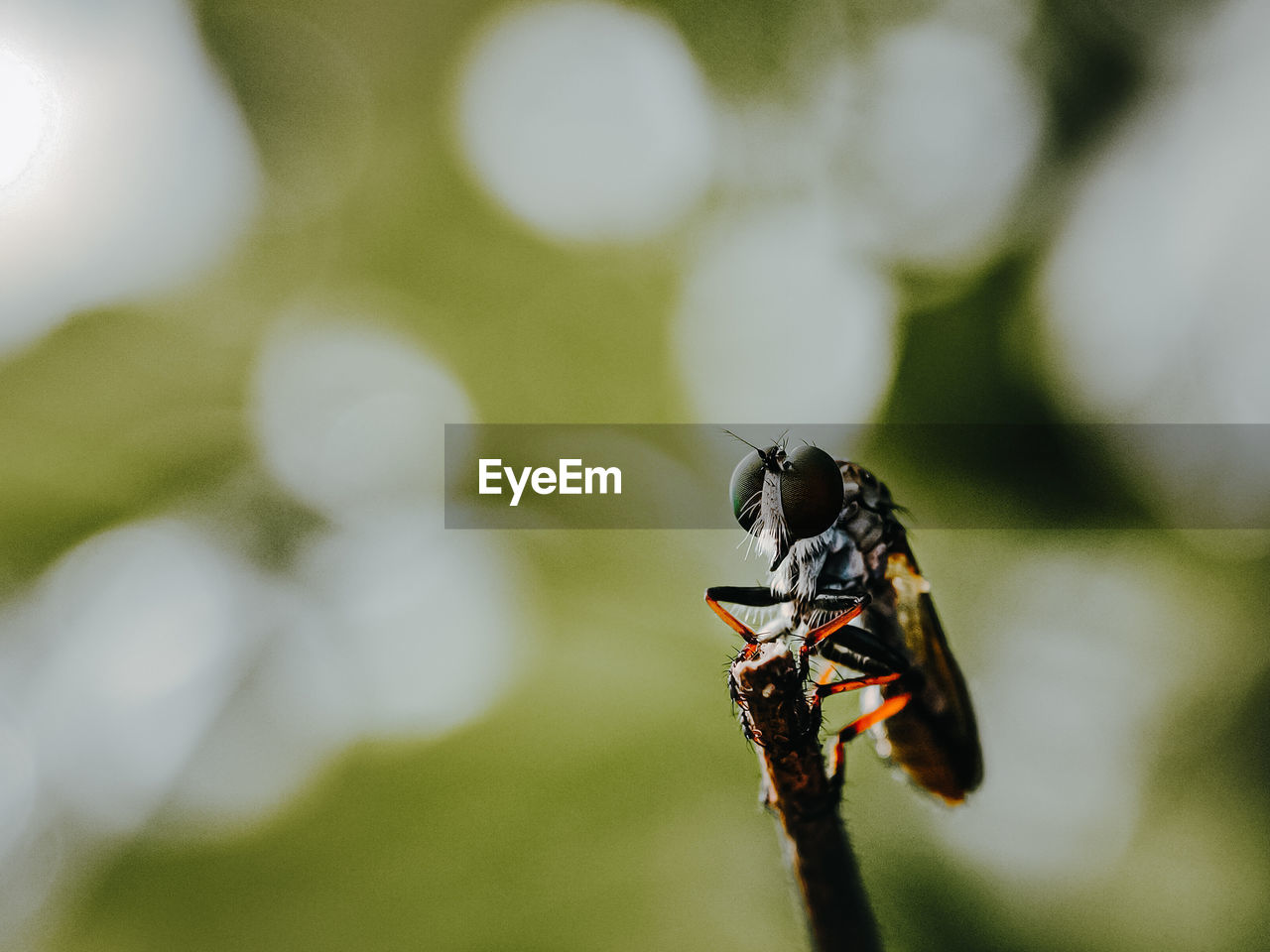 CLOSE-UP OF INSECT