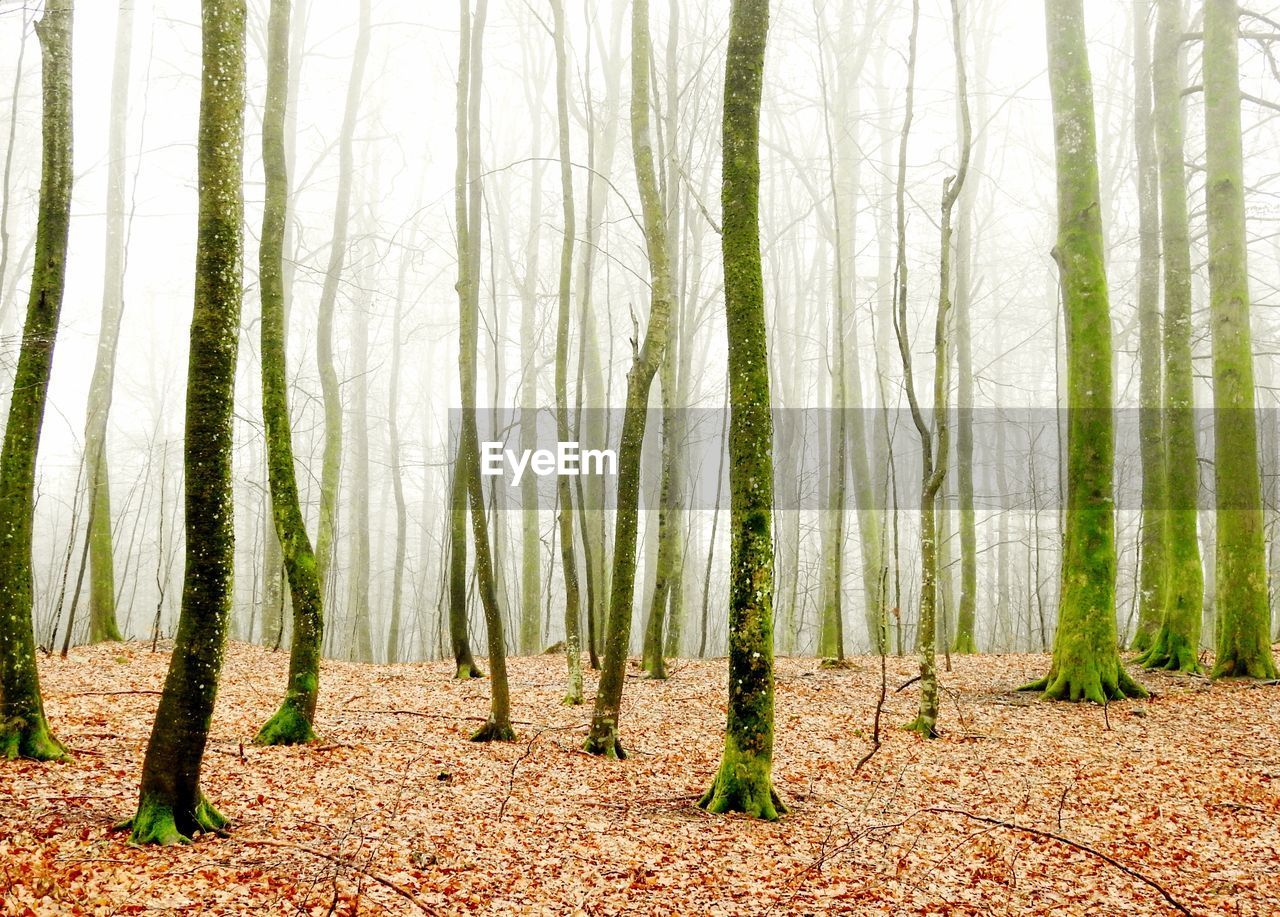 Bamboo trees in forest