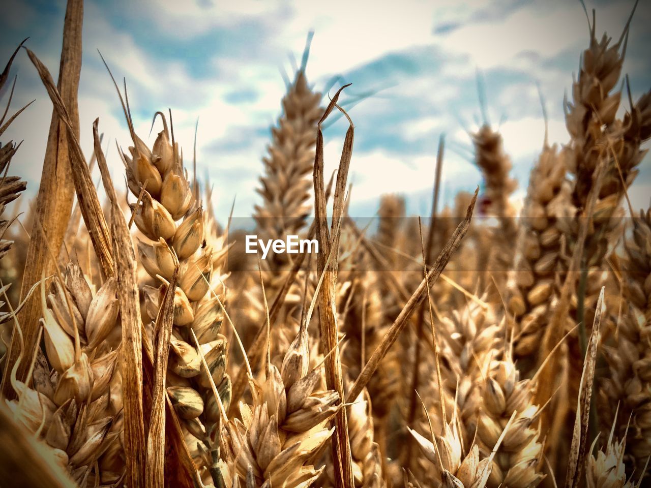 CLOSE-UP OF WHEAT GROWING ON FIELD