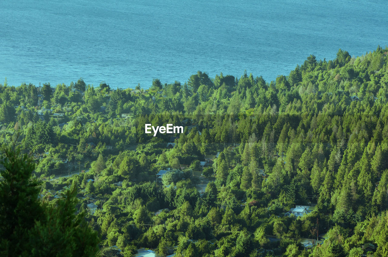 Scenic view of trees against sky