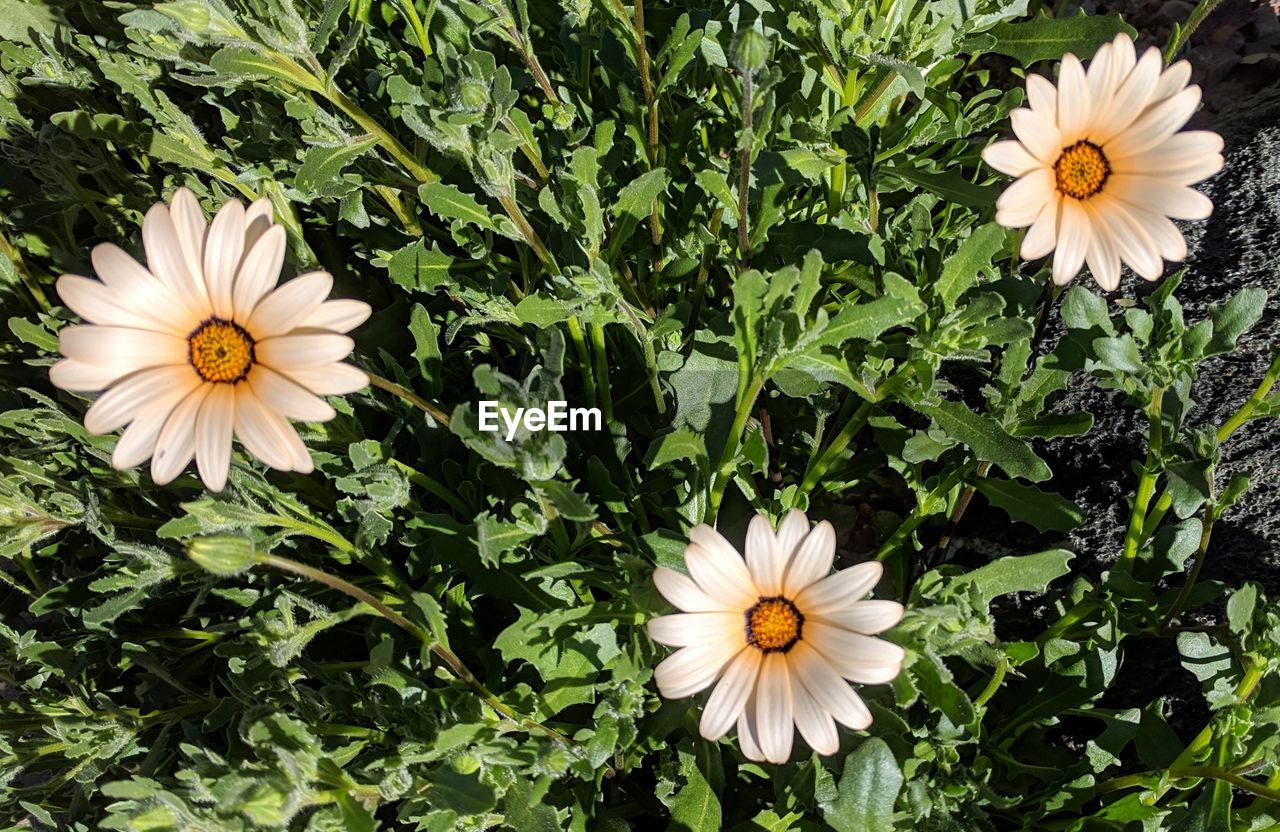 CLOSE-UP OF WHITE DAISY FLOWERS