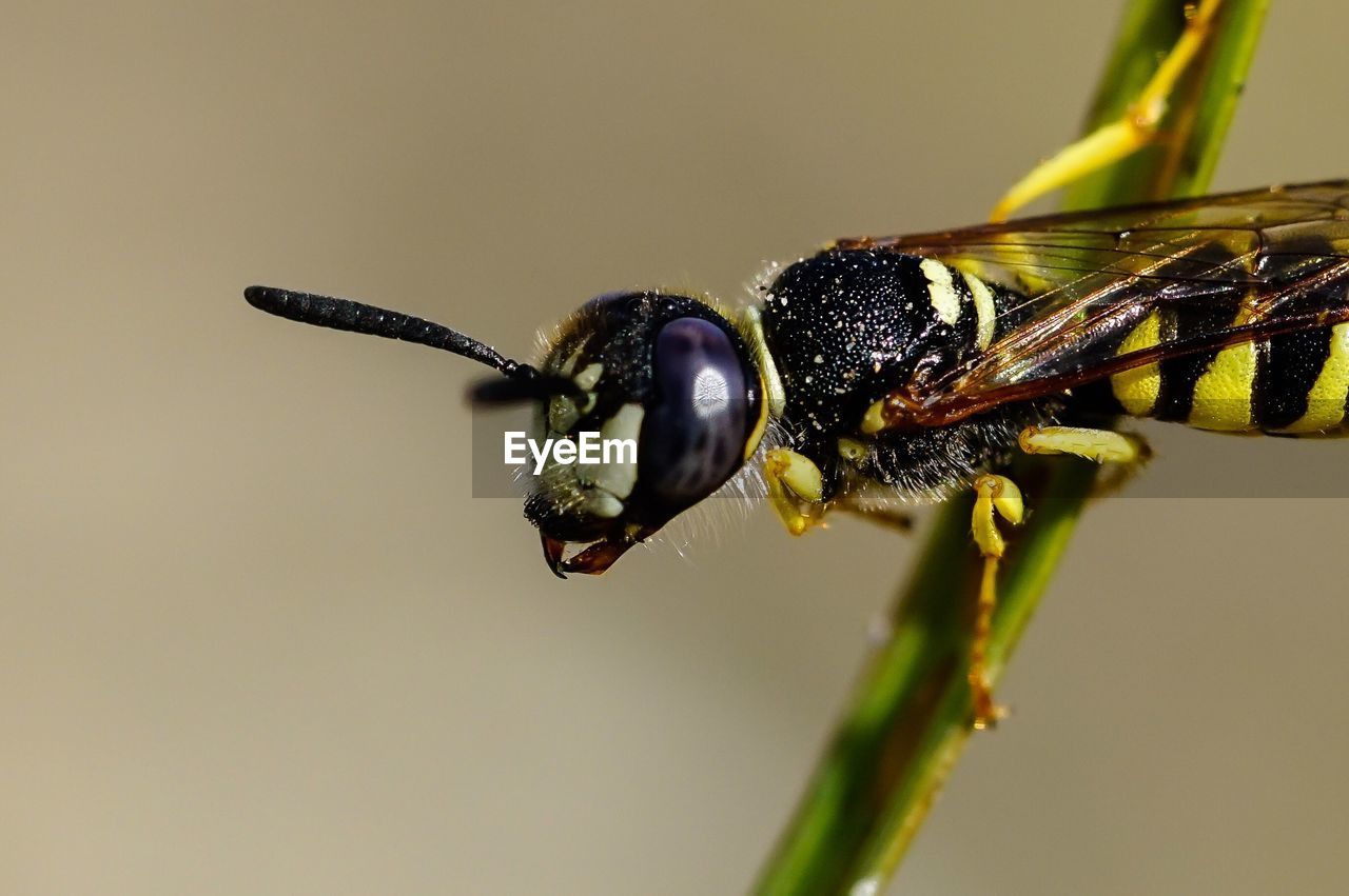 High angle view of wasp on plant