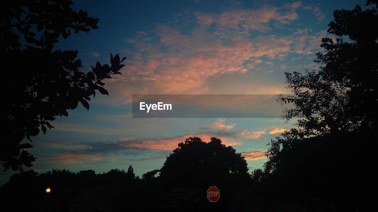 SILHOUETTE OF TREES AT SUNSET