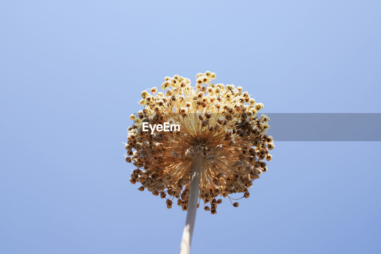 Beautiful dry garlic flower against blue sky