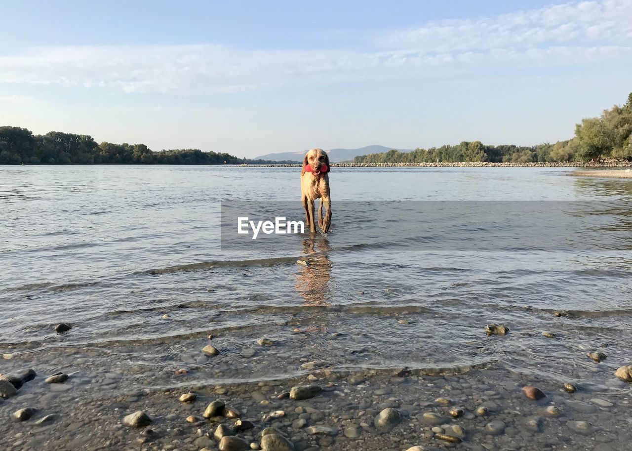 Hungarian wirehaired vizsla is standing in the river danube