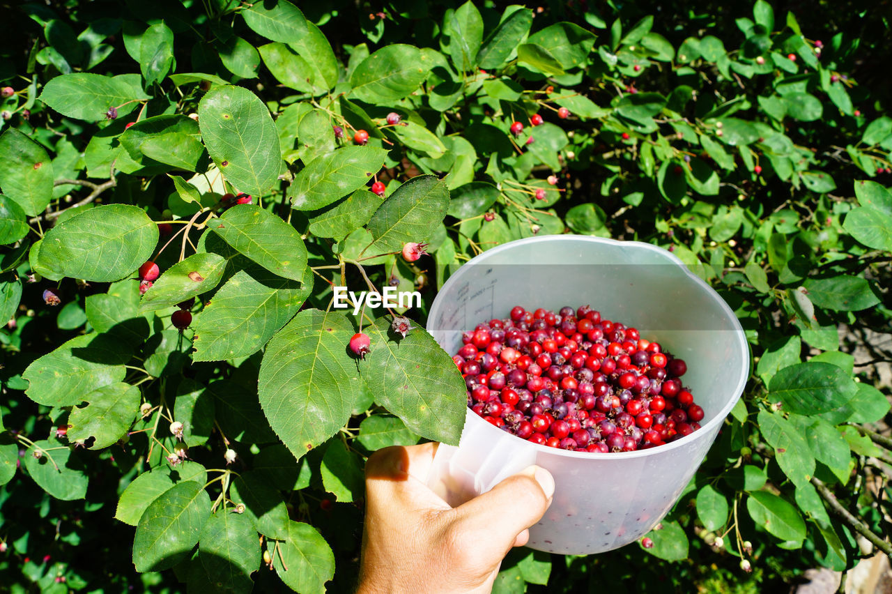 Cropped hand holding mug full of cherries in farm