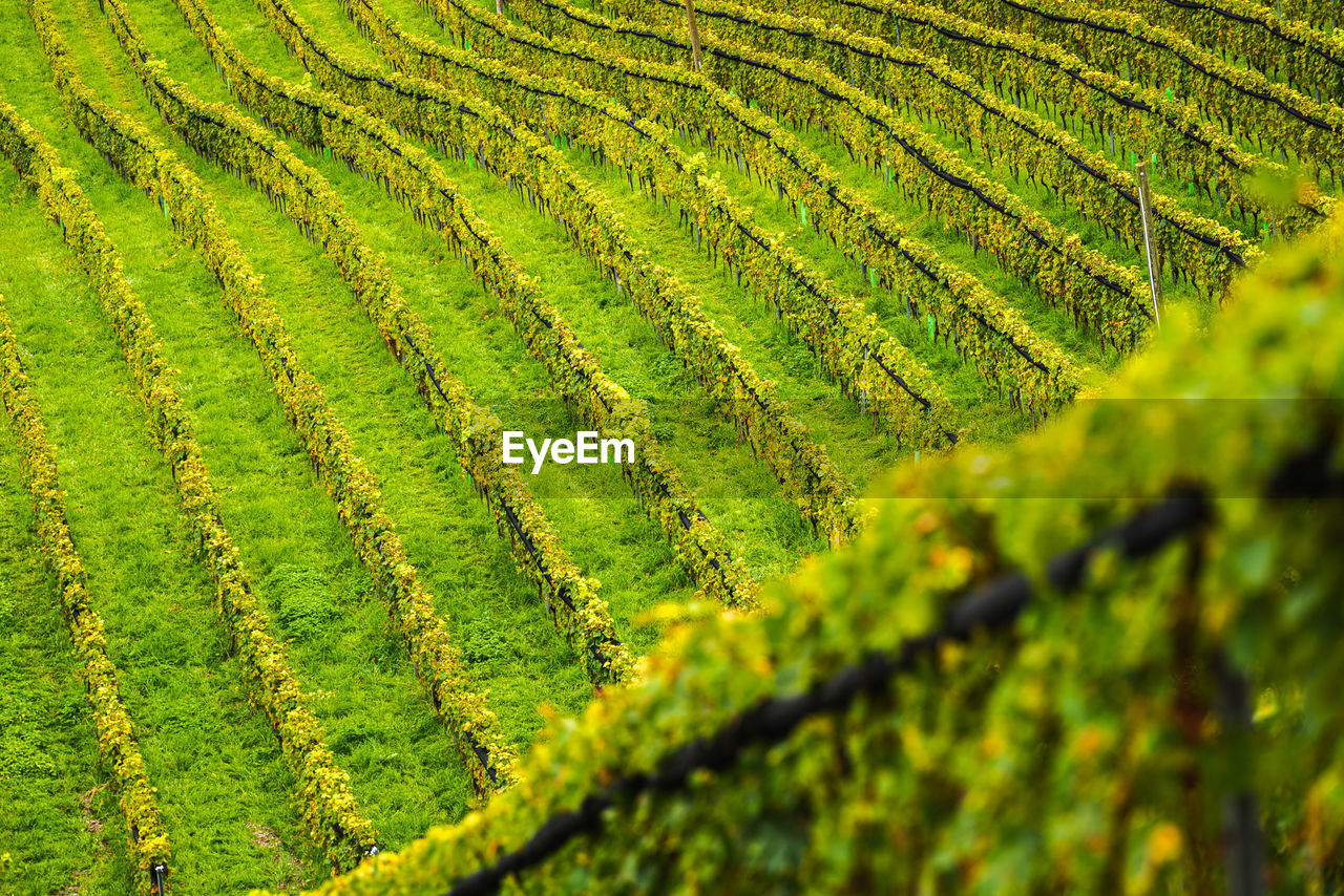 Styrian tuscany vineyard in autumn near gamliz. rows of grape vines.