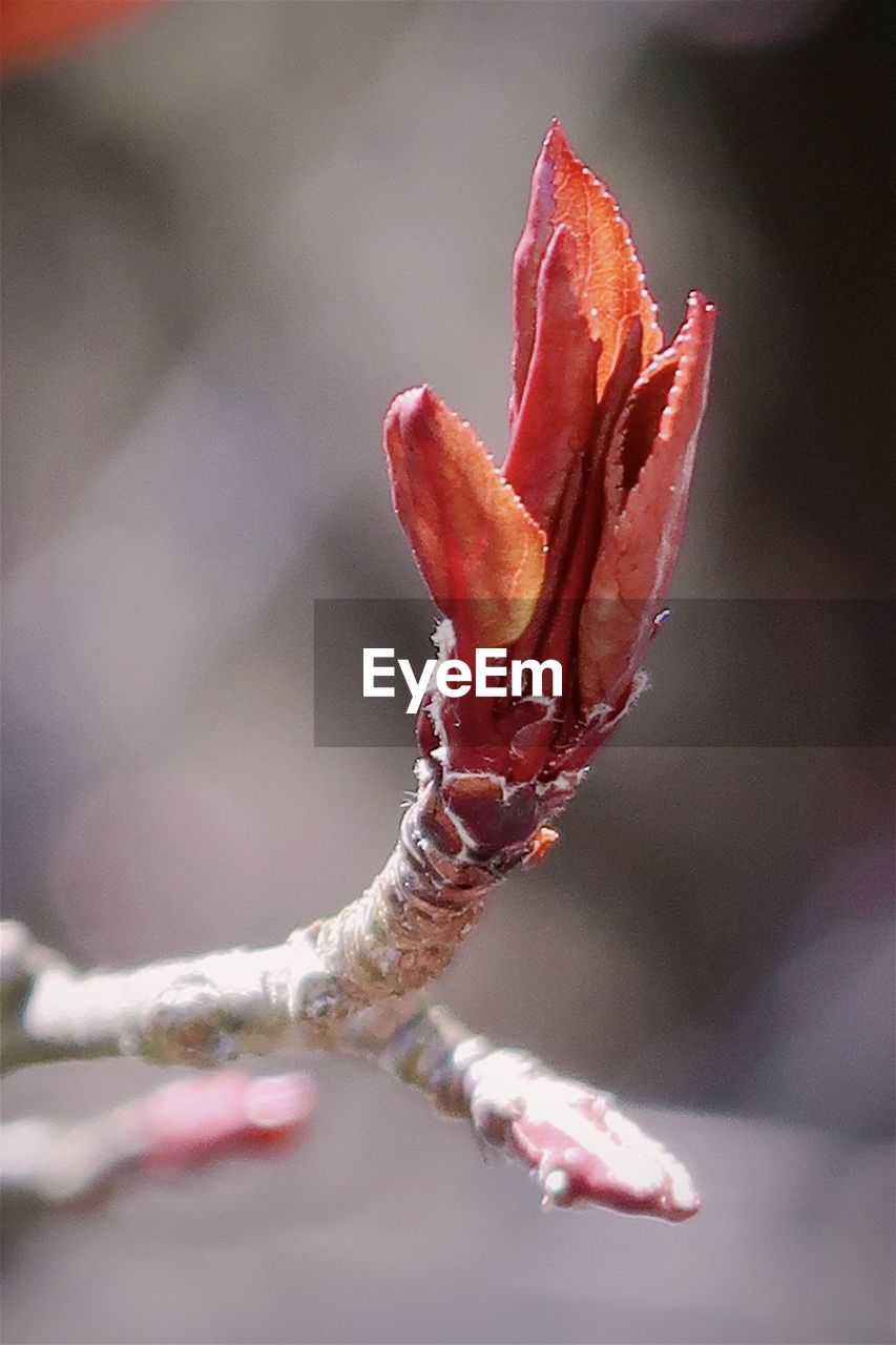 Budding red leaves in spring