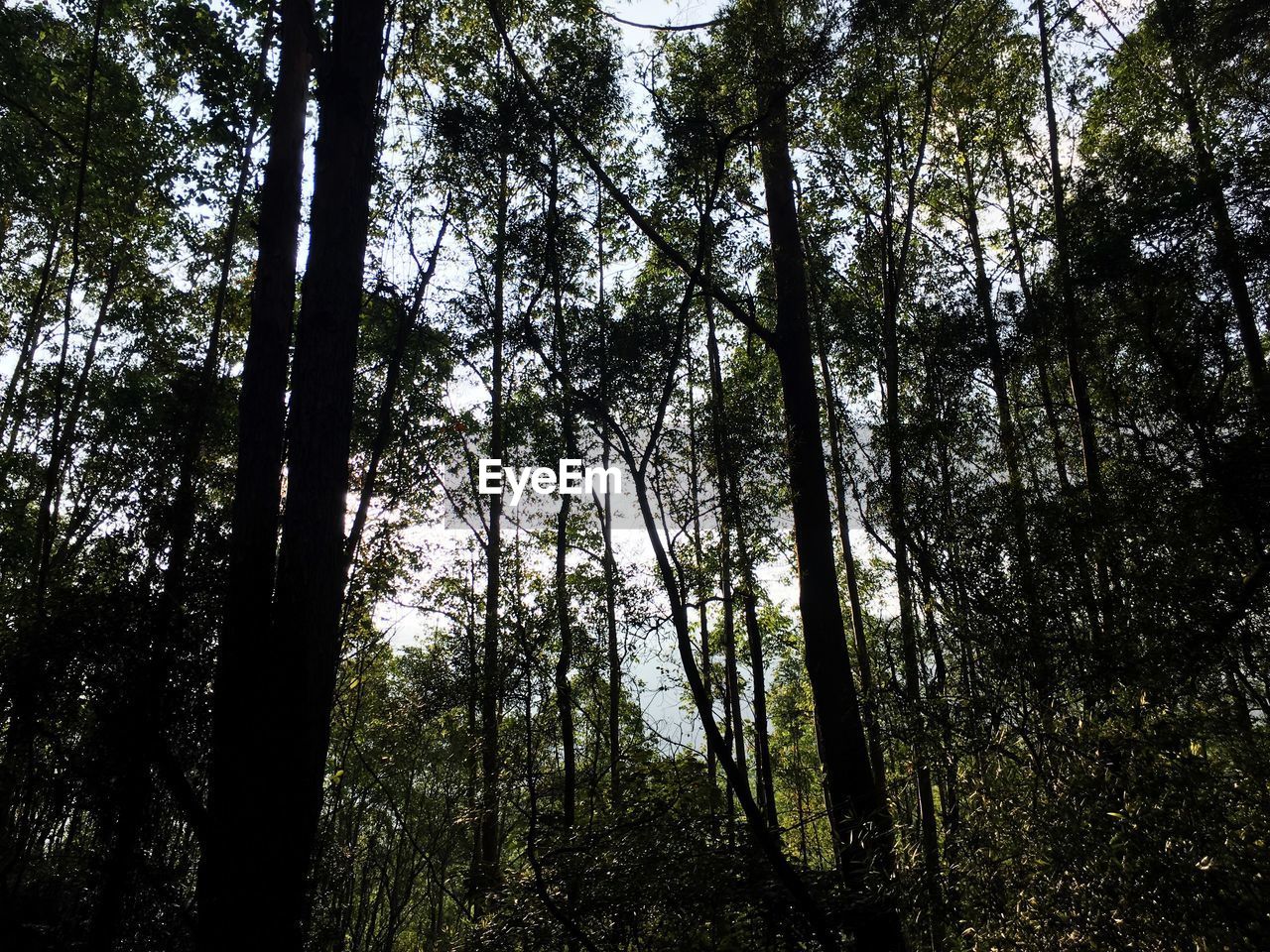 FULL FRAME SHOT OF TREE AGAINST SKY