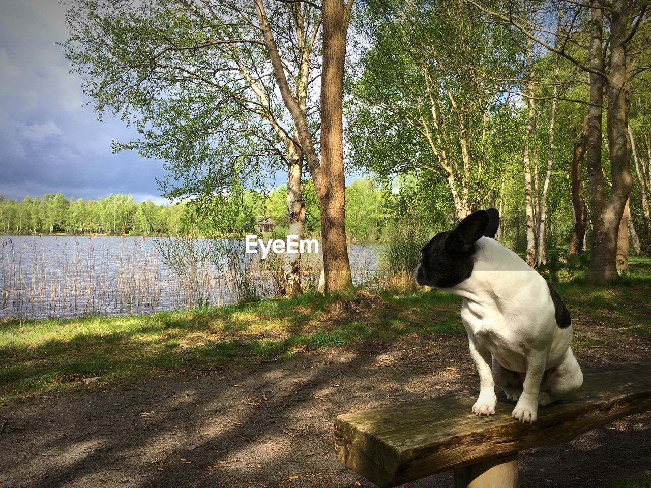 Dog sitting on bench in forest