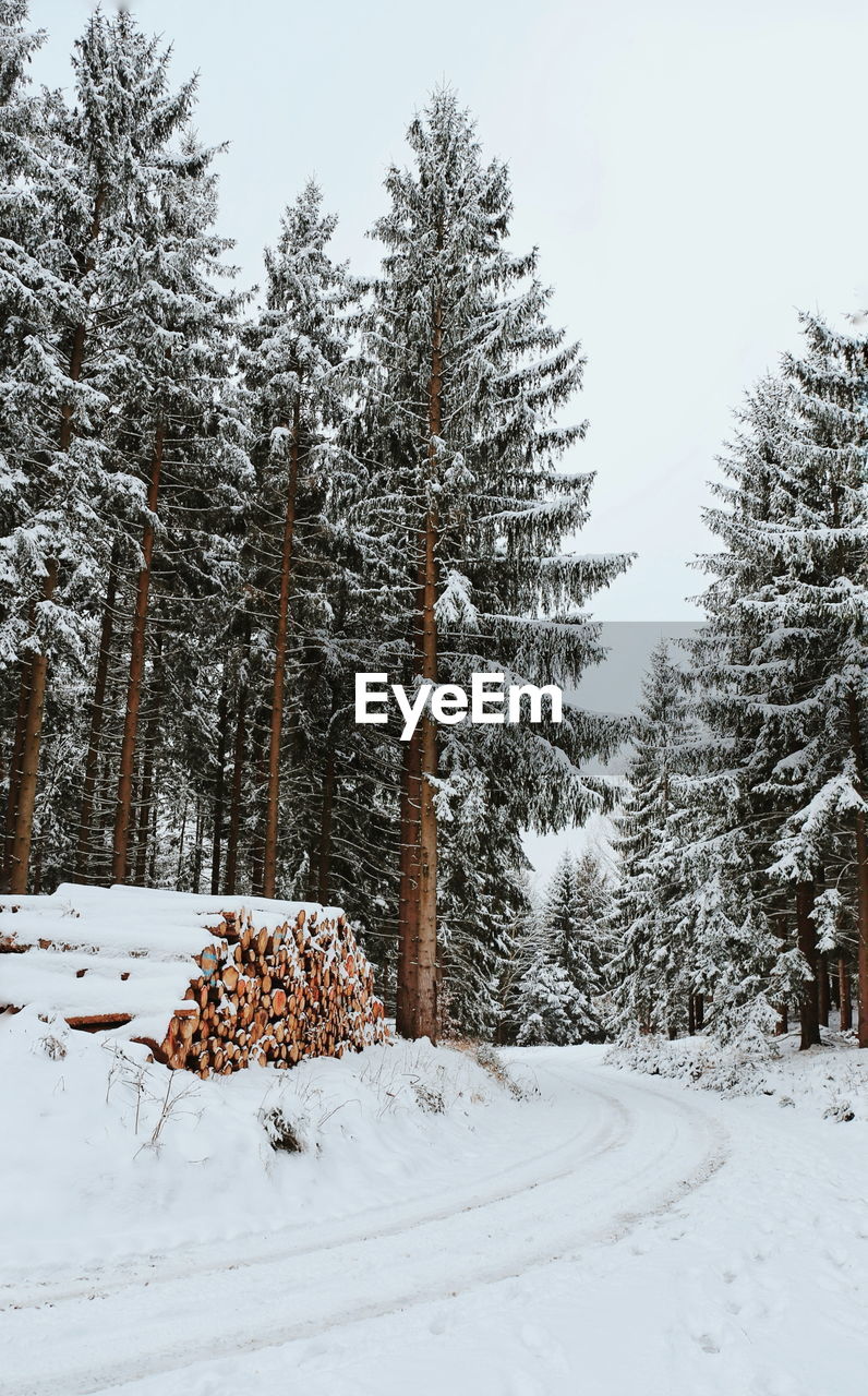 Trees on snow covered landscape against sky