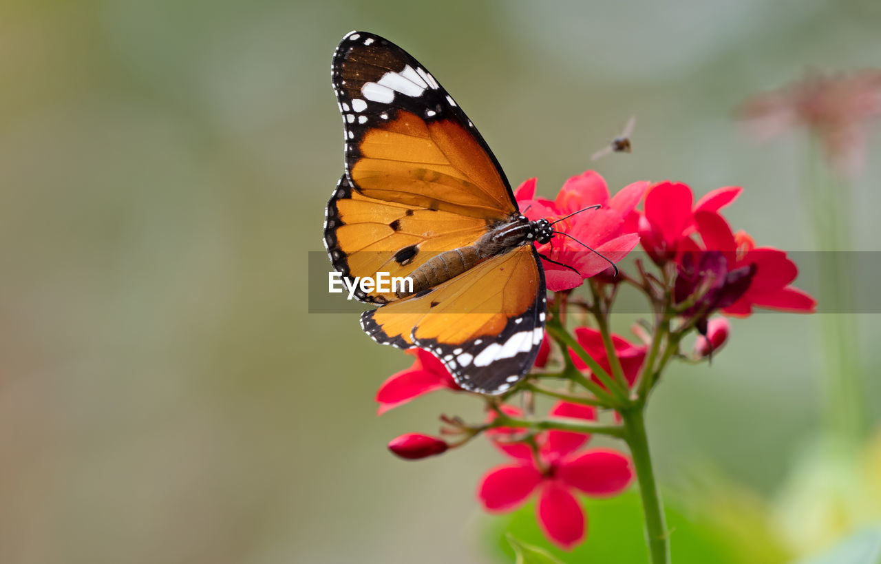 Close-up of butterfly pollinating on flower