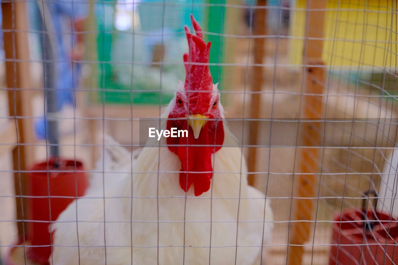 CLOSE-UP OF ROOSTER IN CAGE AT RED KITCHEN