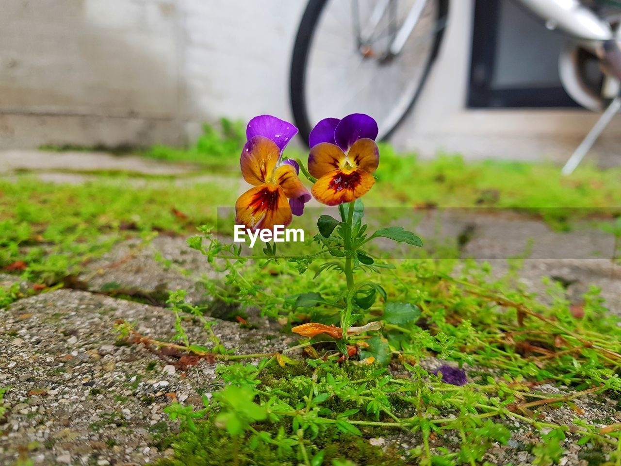 Close-up of purple flowering plant