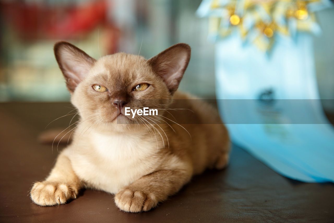 Close-up portrait of cat sitting