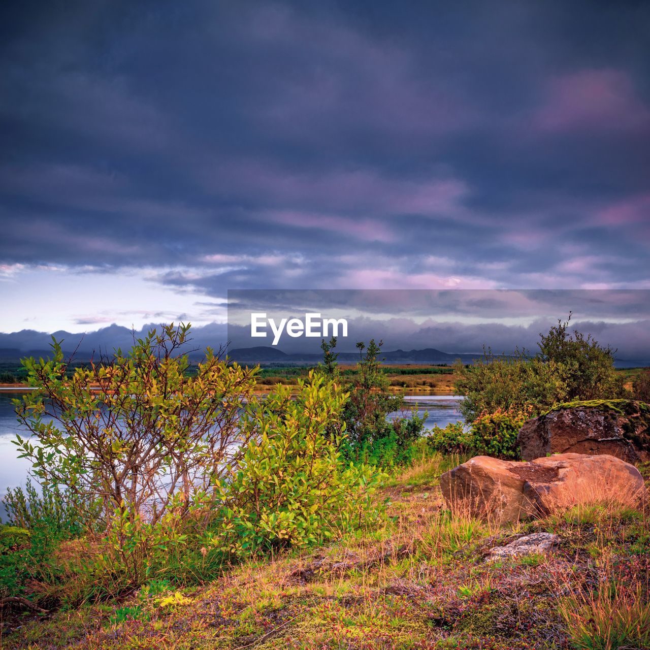 Plants growing on land against sky during sunset