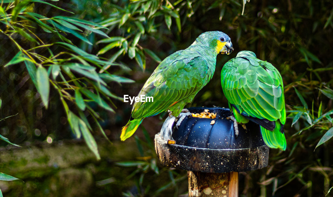 VIEW OF PARROT PERCHING ON TREE